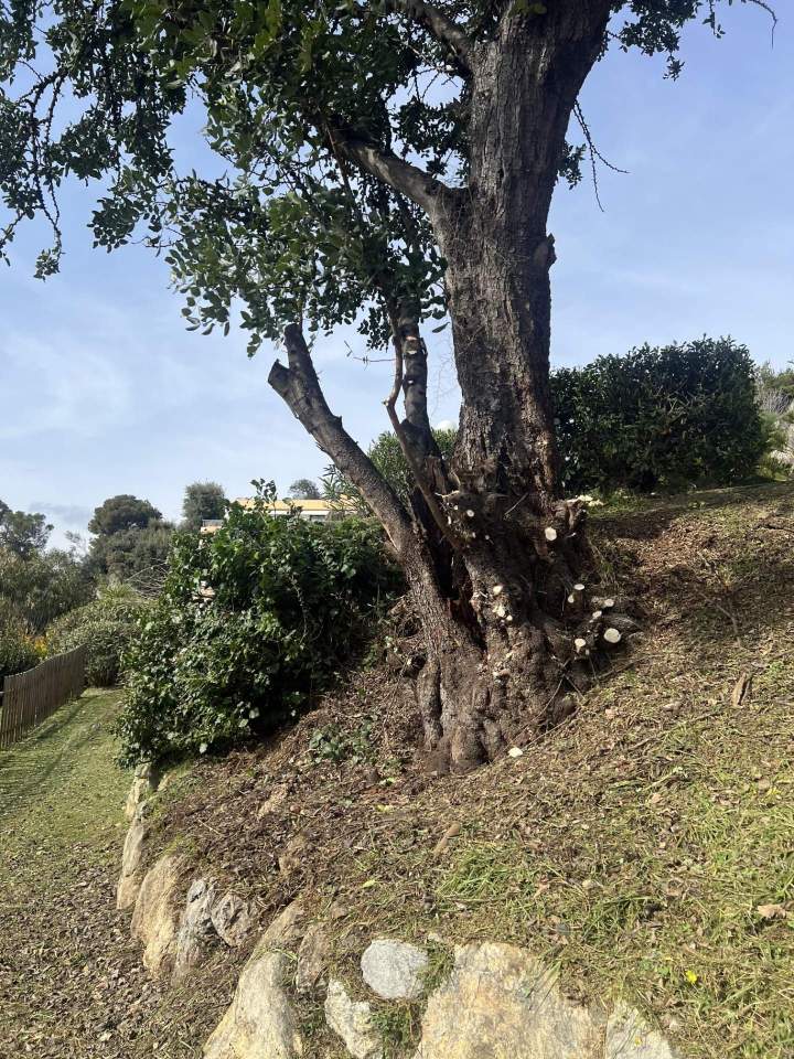 debroussaillage et taille mise en valeur après