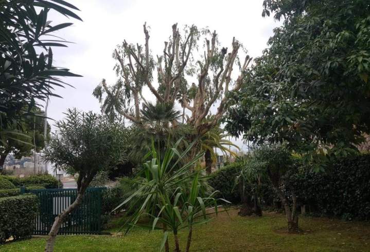 Élagage arbre Nice
