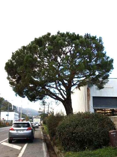 Un pin élagué en taille douce