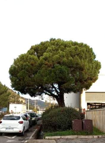 dense et lourd un peu étouffé