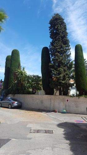 Coupe d'arbres Nice