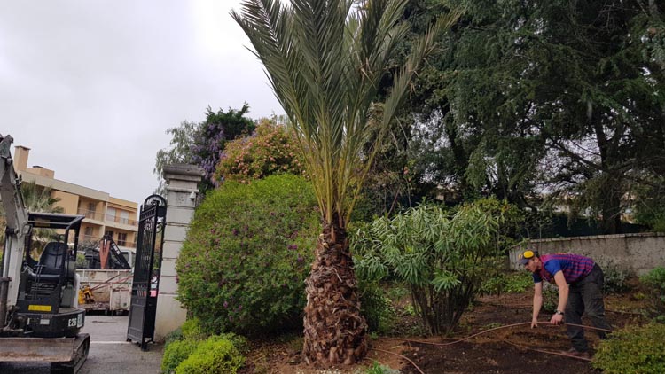 Élagage et abattage d’arbres, Antibes