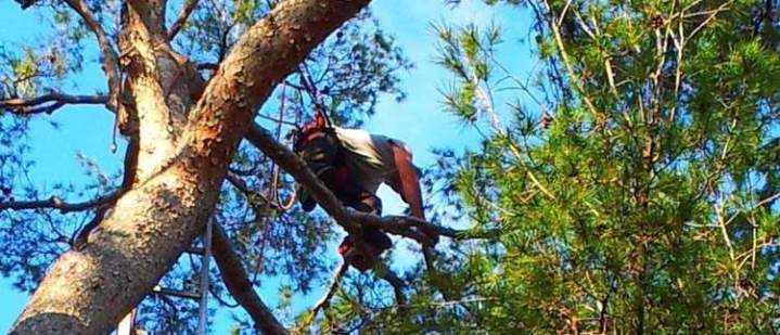 lageur grimpeur élagage pin nice