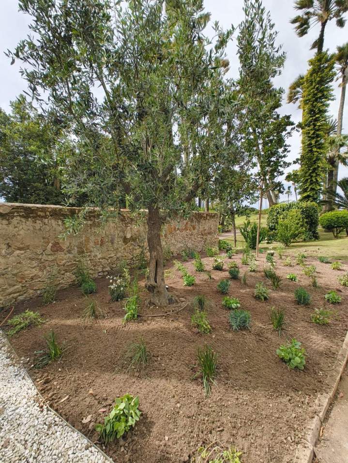 plantation massif parc copropriété