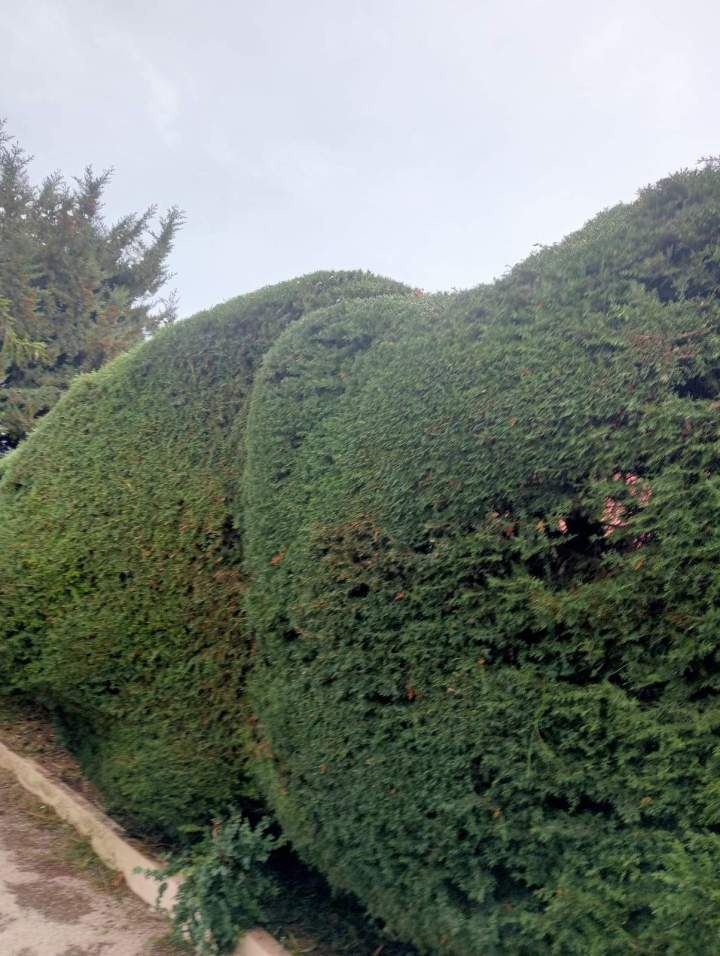 taille haie après